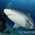 shark_bull_pdm_h_0021_mex0026.jpg
